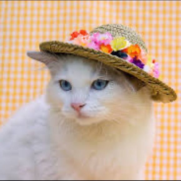 Need a break? These cats didn’t take a break from shopping, but you can! 💕💕 - Picture 7 of 7